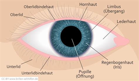 Menschliches Auge Aufbau und Funktion Auge aufbau Anatomie körper