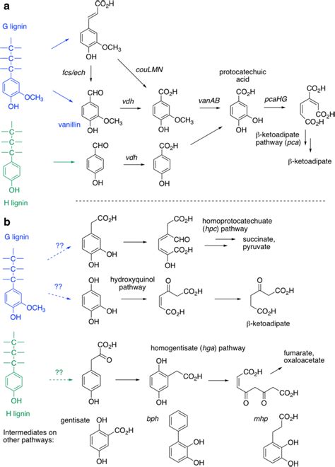 Aromatic Degradation Pathways Found In Bacterial Lignin Degraders A