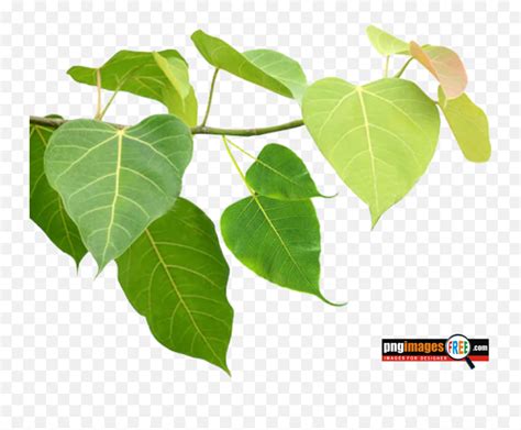 Pepal Tree Png Images Pngimagesfreecom Bo Leaf Png Green Leaves Png