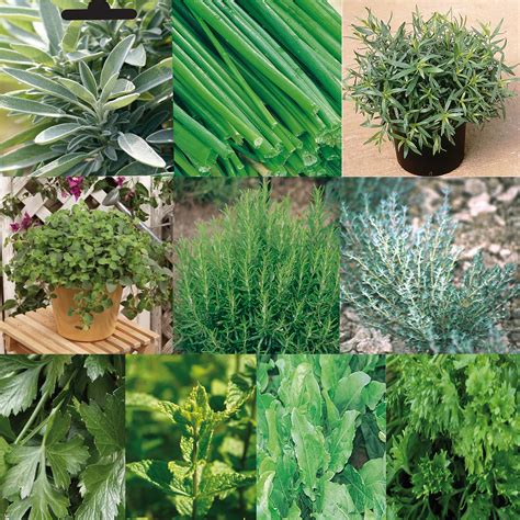 Collection De Aromatiques En Plants