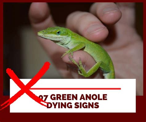 07 Green Anole Dying Signs | Read It Before too Late