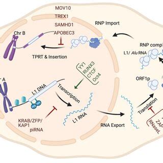 Retrotransposon levels of regulation throughout its life cycle. The ...