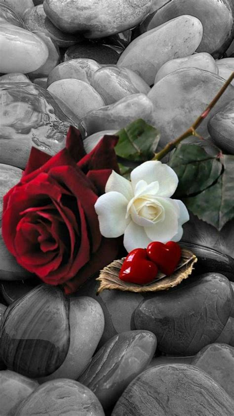 Download Roses Wallpaper By Georgekev 8c Free On Zedge™ Now Browse