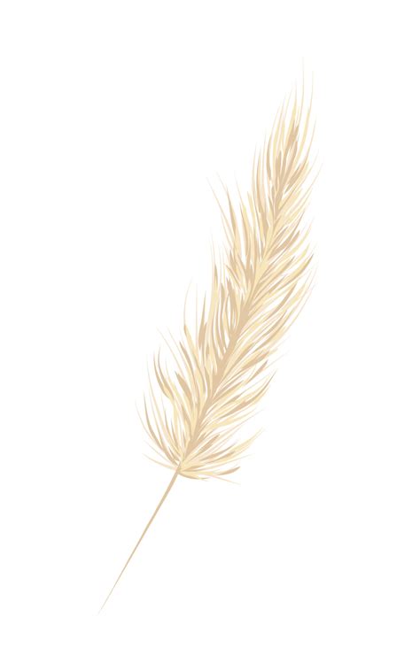 Pampas Grass On White Background Cream Branch Of Dry Grass Template For A Wedding Card Decor