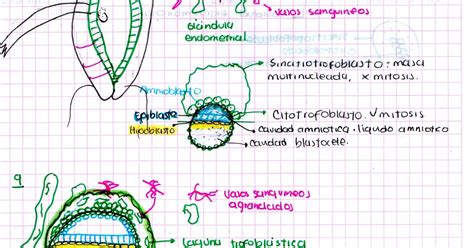 Embriología Ucc Capítulo 4 Segunda Semana Del Desarrollo