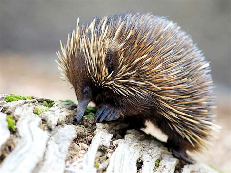 Baby Echidna