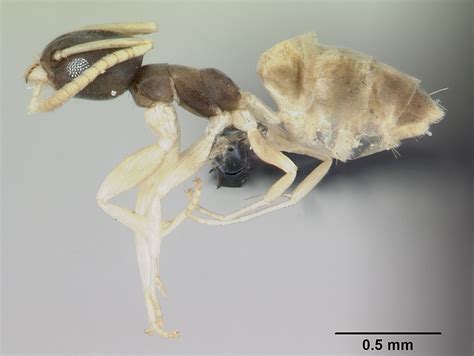 ghost ant tapinoma melanocephalum urban  structural entomology