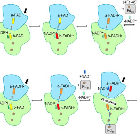 Mechanism Of Fad Based Electron Bifurcation Proposed For The Nfnab