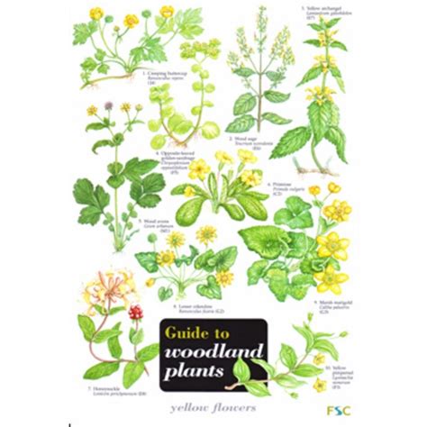 Fsc Field Guide Woodland Plants Greenman Bushcraft