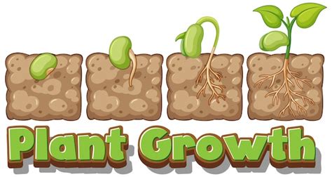 Premium Vector Infographics Of Planting Plants Stages Of Growth