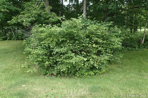 Corylus cornuta (Beaked Hazelnut): Minnesota Wildflowers