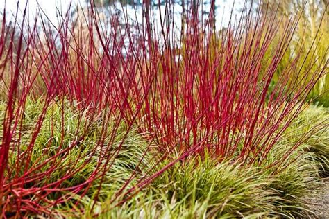 Cornus alba 'Elegantissima' - BambooPlants.ca