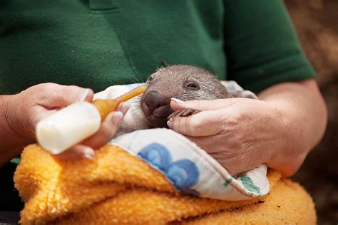 Baby Wombat: 10 Pictures and 10 Incredible Facts - A-Z Animals