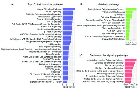 Ingenuity Pathway Analysis Ipa Of The Cardiac 14−3−3 Interactome All