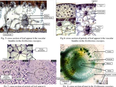 Figure 7 From Anatomical Features Of Eichhornia Crassipes Mart
