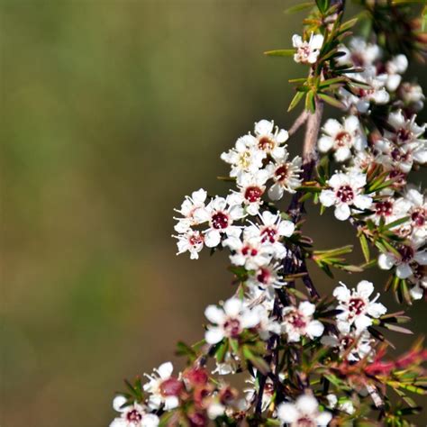 Kanuka Tree - NZ Nurseries - Regeneration, Waterways, Creeks