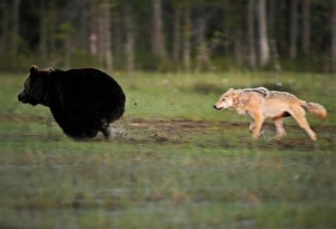 Fot Grafo Registra Amizade Inusitada Entre Urso E Loba Topbiologia