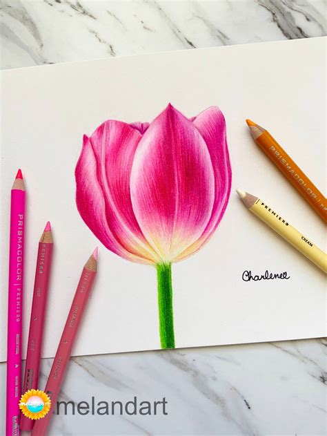 Pink Tulip Drawing