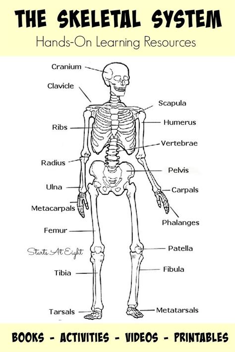 Free Human Skeleton Printables