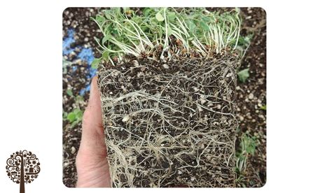 How To Build Living Organic Soil | Garden Culture Magazine