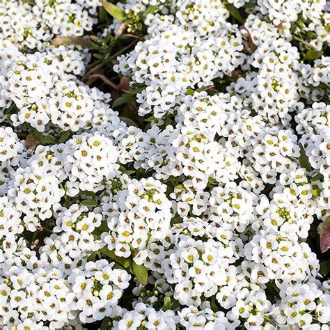 Alyssum 4" White - Sod Depot