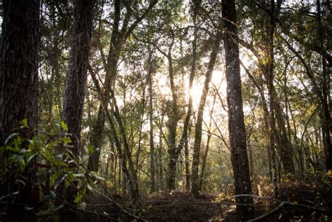 Withlacoochee State Forest: Croom Section Mountain Bike Trail in Brooksville, Florida ...