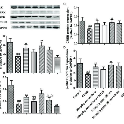 Effects Of Paeoniflorin On Erk A P Erk B Creb C And P Creb