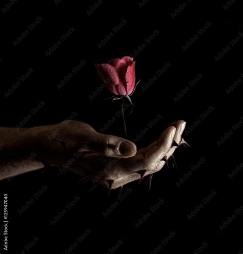 Rose from thorns Stock Photo | Adobe Stock