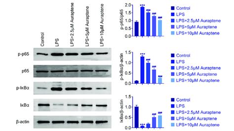 Auraptene Inhibited The Nf B Pathway In Lps Induced Wi Cells