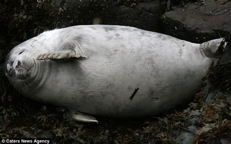 A Case Of Too Many Mince Pies Overweight Seal Appears To Be Beached