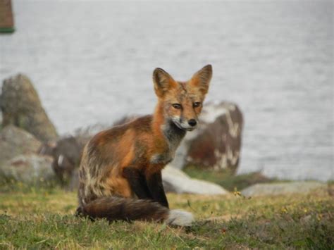 Photography: San Juan Islands - Washington State - Animal Life