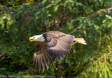 Bald Eagle Tongass National Forest Alaska Photos By Ron Niebrugge