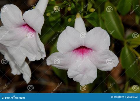 Pandorea Jasminoides Bower Vine Pink Flowers With Rain Drops And Green