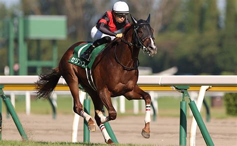 【新潟2歳s予想】過去10年好走馬ゼロの条件とは 過去10年のレース結果（1～3着馬）のデータ一覧競馬予想データ 競馬まとめ