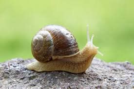 Difference between Snail and Slug | Snail vs Slug