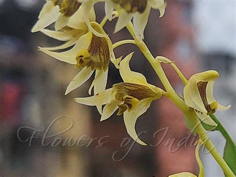 Dendrobium Eriiflorum Eria Flower Dendrobium