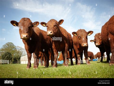 Calves Red Ruby Devon Hi Res Stock Photography And Images Alamy