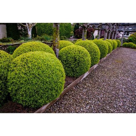 Types Of Boxwood Shrubs | lupon.gov.ph