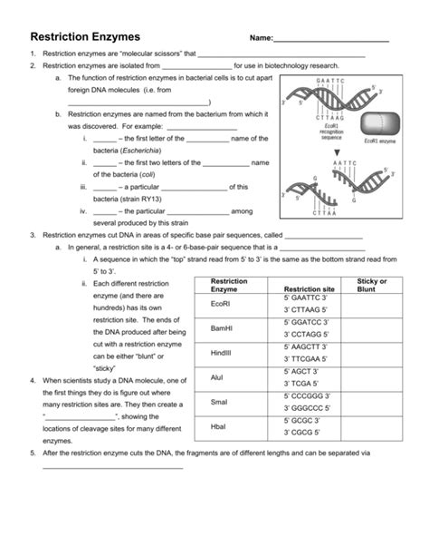 Restriction Enzyme Notes And Questions