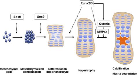 Endochondral Ossification Diagram