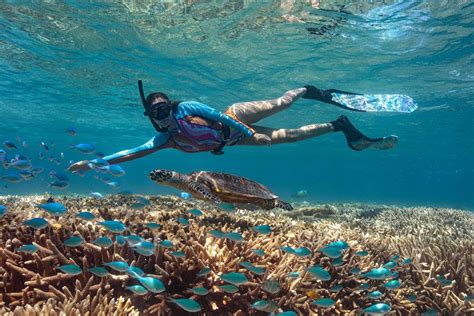 Snorkeling Great Barrier Reef