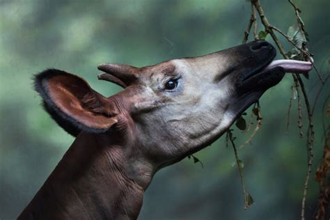 Okapi (Okapia johnstoni) | about animals