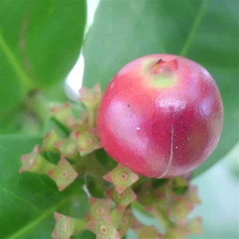 Ixora Sp Fruit Photography Nature Fruit NoEdit Plants Flickr