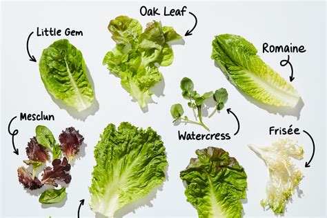 Types of Lettuce: A Visual Guide to Salad Greens | The Kitchn