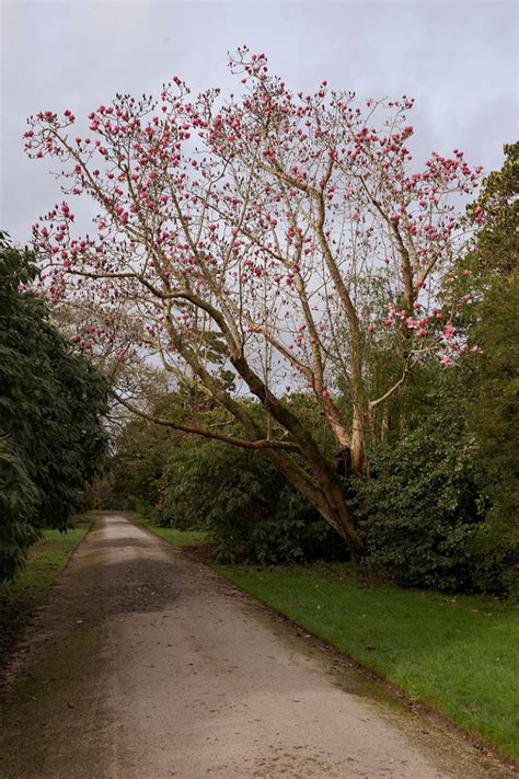 About - The Great Gardens of Cornwall