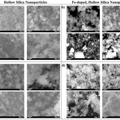 Sem Images Of Nanoshell Degradation In Fbs And Hs Silica Nanoshells