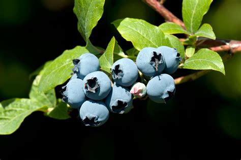 Most Home Growers Purchase Cuttings But Did You Know That Blueberry