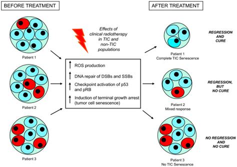 Model Of Tumor Cell Senescence In Breast Cancer Tumor Initiating Cells