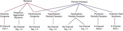 Periodic paralysis, types, causes, symptoms, diagnosis & treatment