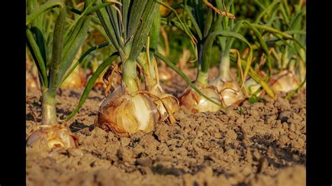 How Thousands Of Onions Are Harvested And Processed Incredible Onion